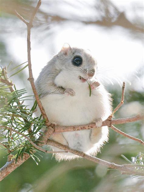 Hokkaido Island In Japan Is Home To 7 Incredibly Cute Animals | Bored Panda