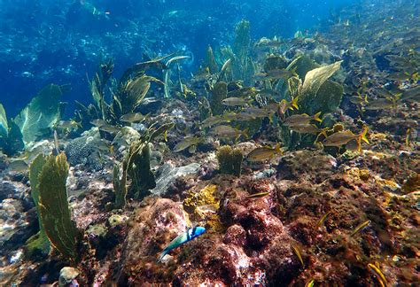 Anse Chastanet Snorkeling - What It's Like, Where To Snorkel