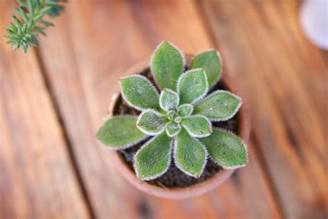 Are Coffee Grounds Good for Succulents?