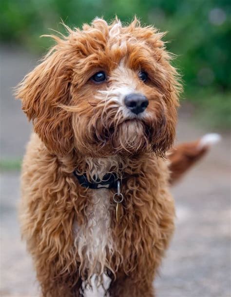 Cavapoo Dog Breed: Shedding, Grooming, Size & Price - Marvelous Dogs