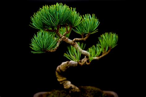 Miniature Japanese Bonsai Tree Free Stock Photo - Public Domain Pictures