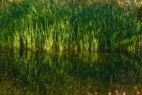 Pond Grass | Flickr - Photo Sharing!