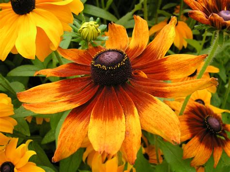 File:Rudbeckia hirta.JPG - Wikimedia Commons