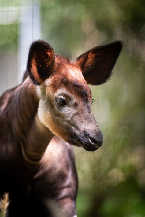 Bronx Zoo Okapi