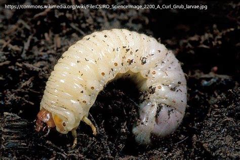 White Larvae In Garden Soil | Fasci Garden