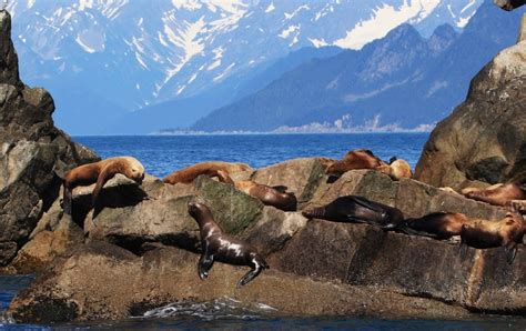 The Joys of Simple Life: Kenai Fjords National Park Wildlife Part 1