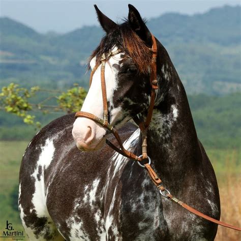 Criollo Horse | The Criollo Horse: what does it look like? | Horse breeds, Horses, Pretty horses