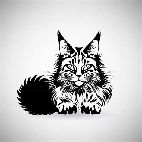 Maine Coon Cat Illustrations, Royalty-Free Vector Graphics & Clip Art - iStock