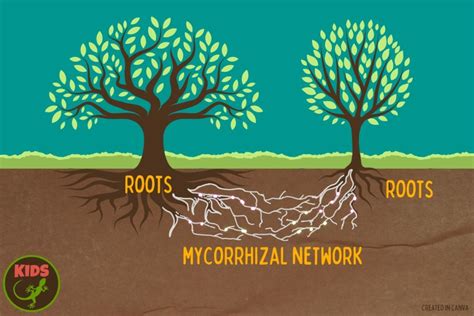 Mapping the fantastic fungi networks under our feet – Mongabay Kids