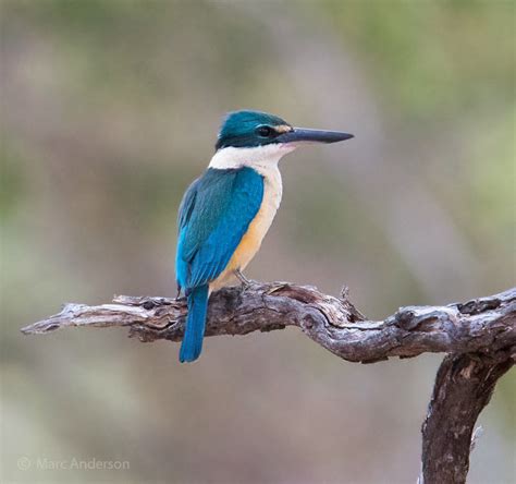 Sacred Kingfisher Calls & Sounds | Wild Ambience Nature Sounds