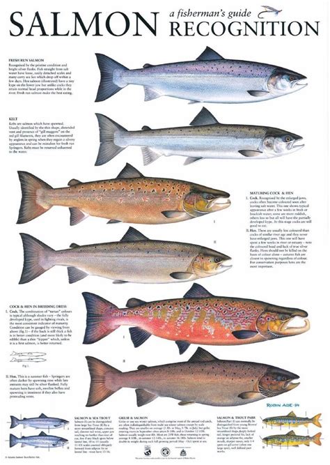 salmon identification | Fish, Salmon species, Salmon fishing