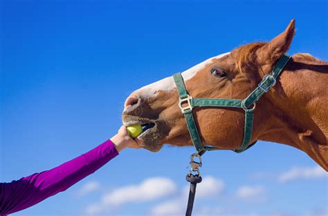 Horse Eating Apple Stock Photo - Download Image Now - iStock