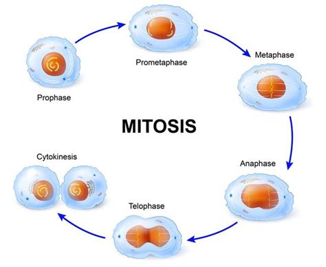 Mitosis Stages In Animal Cells