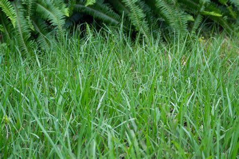 Bahia Grass: Care & Growing Guide