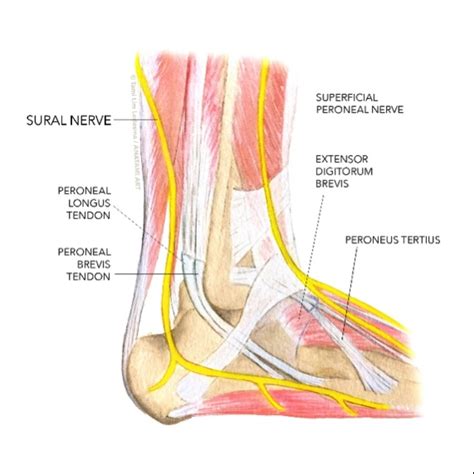 Sural Nerve Tibial Nerve