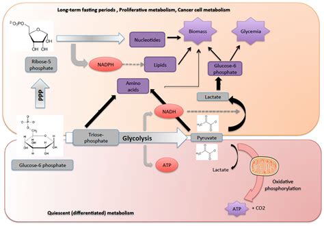 Metabolites | Free Full-Text | Glucose-6 Phosphate, a Central Hub for ...