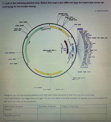 1. Look at the following representation of linear DNA | Chegg.com