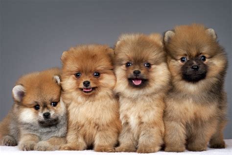 Pomeranians for Sale in Boca Raton – Big Personalities in Small ...