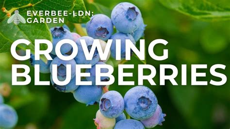 Chandler Blueberry growing guide | EVERBEE GARDEN - YouTube