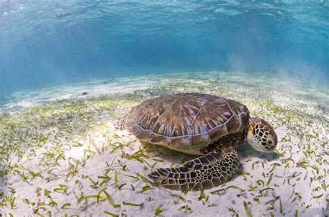 9 incredible facts about green sea turtles | WWF Australia