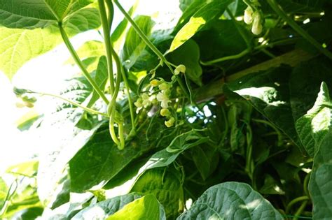 Premium Photo | Growing green beans in the backyard garden beans growing