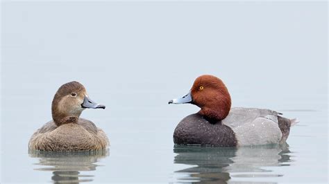 Redhead | Audubon Field Guide