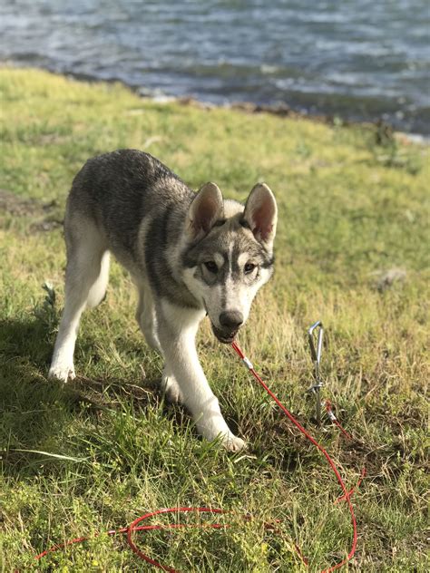 Siberian Husky Wolf mix | Husky wolf mix, Wolf husky, Husky