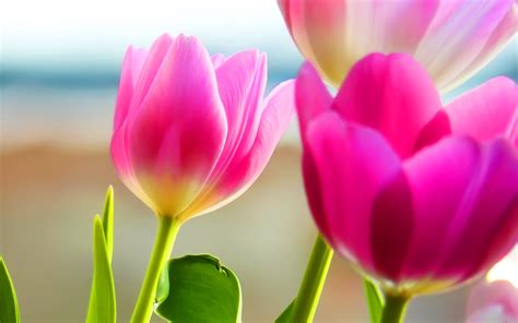 🔥 [47+] Spring Tulips Wallpapers Desktops | WallpaperSafari