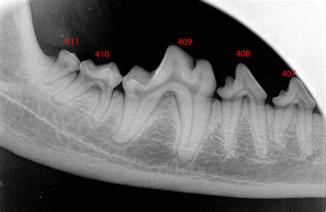 Normal Canine Dental Radiographs - Vet Dent Edu