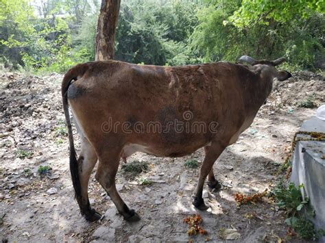 Brown Cow Eating Flowers in Random Place Stock Image - Image of herd, cattle: 216288899