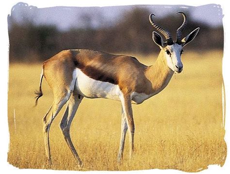 The Springbok antelope - South African National Symbols, National ...