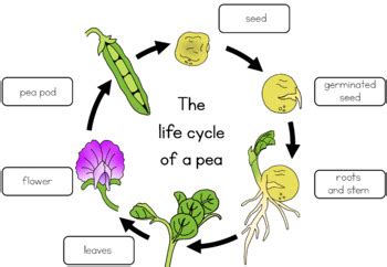 Pea life cycle worksheet by Little Blue Orange | TpT