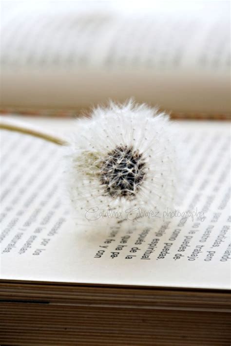 Dandelion, Dandelion wish, Make a wish