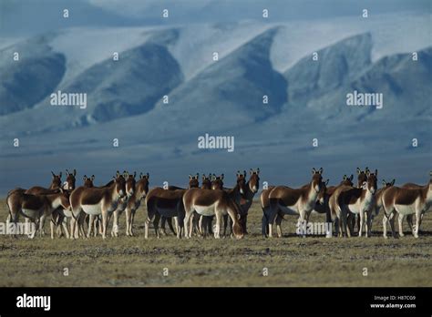 Tibetan Wild Ass (Equus hemionus kiang) herd standing alert on grassy plain, Kekexili, Qinghai ...