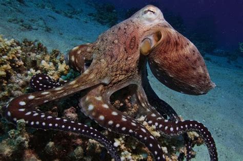 Real Octopus | Octopus, Octopus facts, Animals