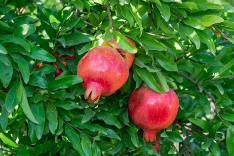 How to Grow and Care for Pomegranate Trees