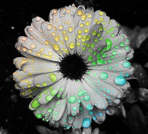 Bright Colors Photo: Raindrops | Color splash, Rain drops, Daisy wallpaper