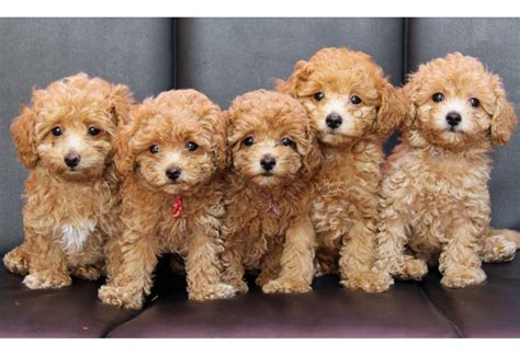 Picture of Five Cute Labradoodle Puppies | Dog Photography