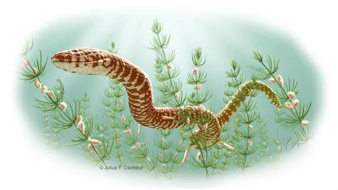 Oldest Known Snake Fossils Identified | Live Science