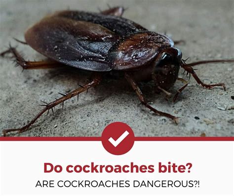 Do cockroaches bite? (Dangers, Prevention and Treatment Tips) - Pest ...