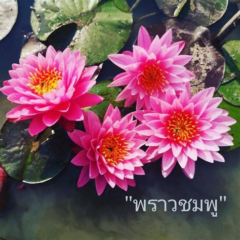 Buy lotus flower in Thailand - Maipenrai Aquarium