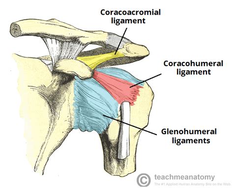 Anatomy of shoulder joint | Shoulder joint anatomy, Shoulder joint ...