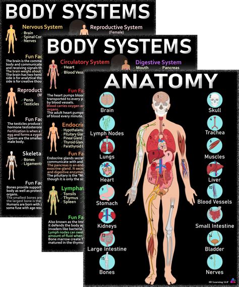 Buy Human Anatomy and Body Systems s - Laminated 14x19.5 – Science Educational Charts, Classroom ...