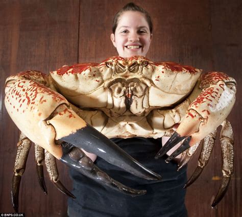 Giant Decapod Crustaceans: 5 Largest Crab Species - WhatDeWhat