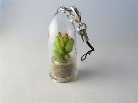 Apple Cactus Live Cacti Terrarium Flower Miniature Plants - Etsy