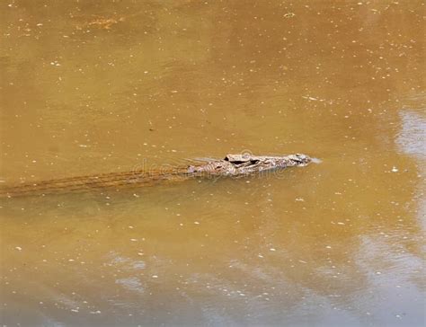 Nile Crocodile stock photo. Image of mouth, reptilian - 145811442