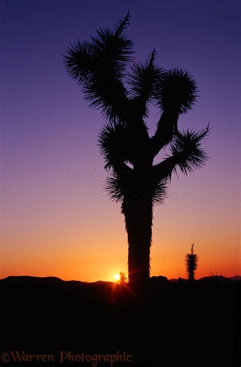 Small Joshua tree at sunrise photo WP02041