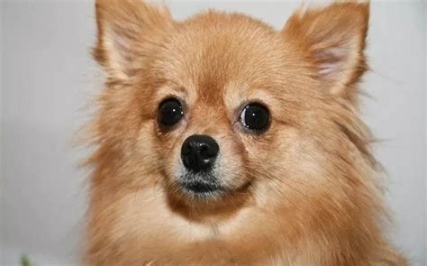 All About Pomeranian Chihuahua Mix (Pomchi) – Behavior, Training, Puppy, Price, Health, Facts