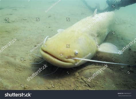 Freshwater Fish Albino Catfish Silurus Glanis Stock Photo 596592677 | Shutterstock