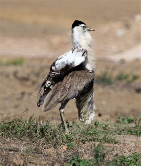 Australian Bustard | Focusing on Wildlife